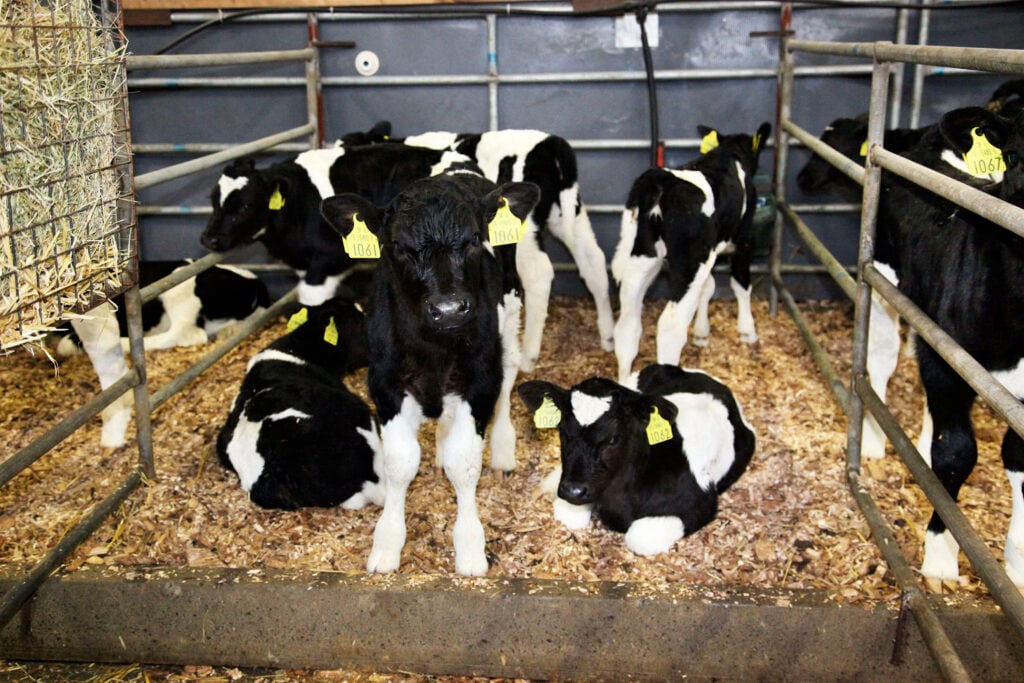 Image source: O’Gorman Photography