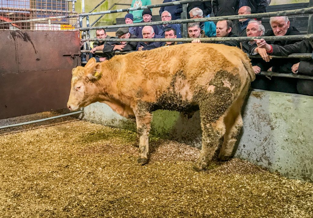This 640kg, December-2015 born, Charolais steer made €1,540 or €2.40/kg
