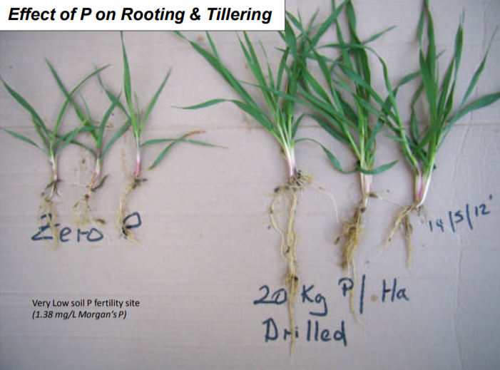 Image source: Teagasc