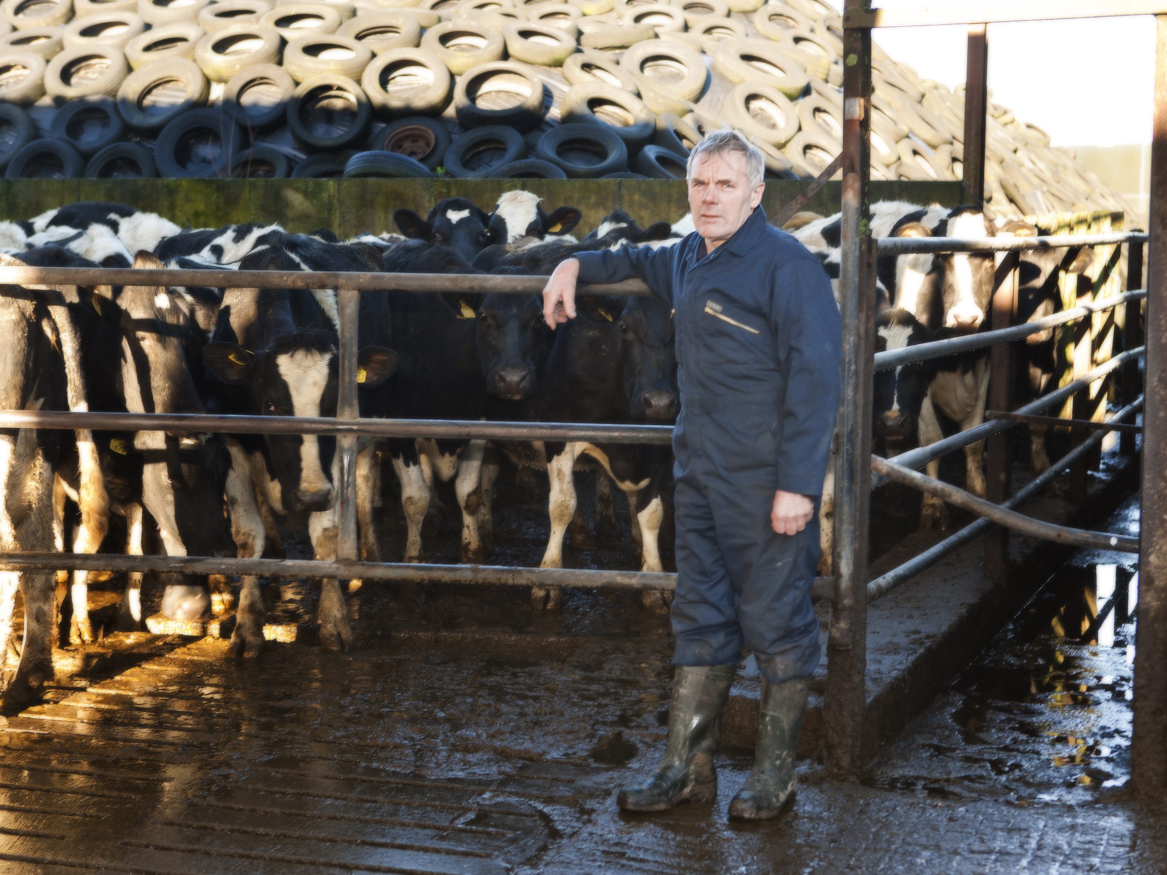 ICMSA Dairy Committee chairperson Gerald Quain on his farm