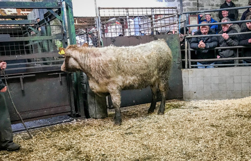 This 420kg, April-2016 born, Charolais heifer sold for €1,030 or €2.45/kg