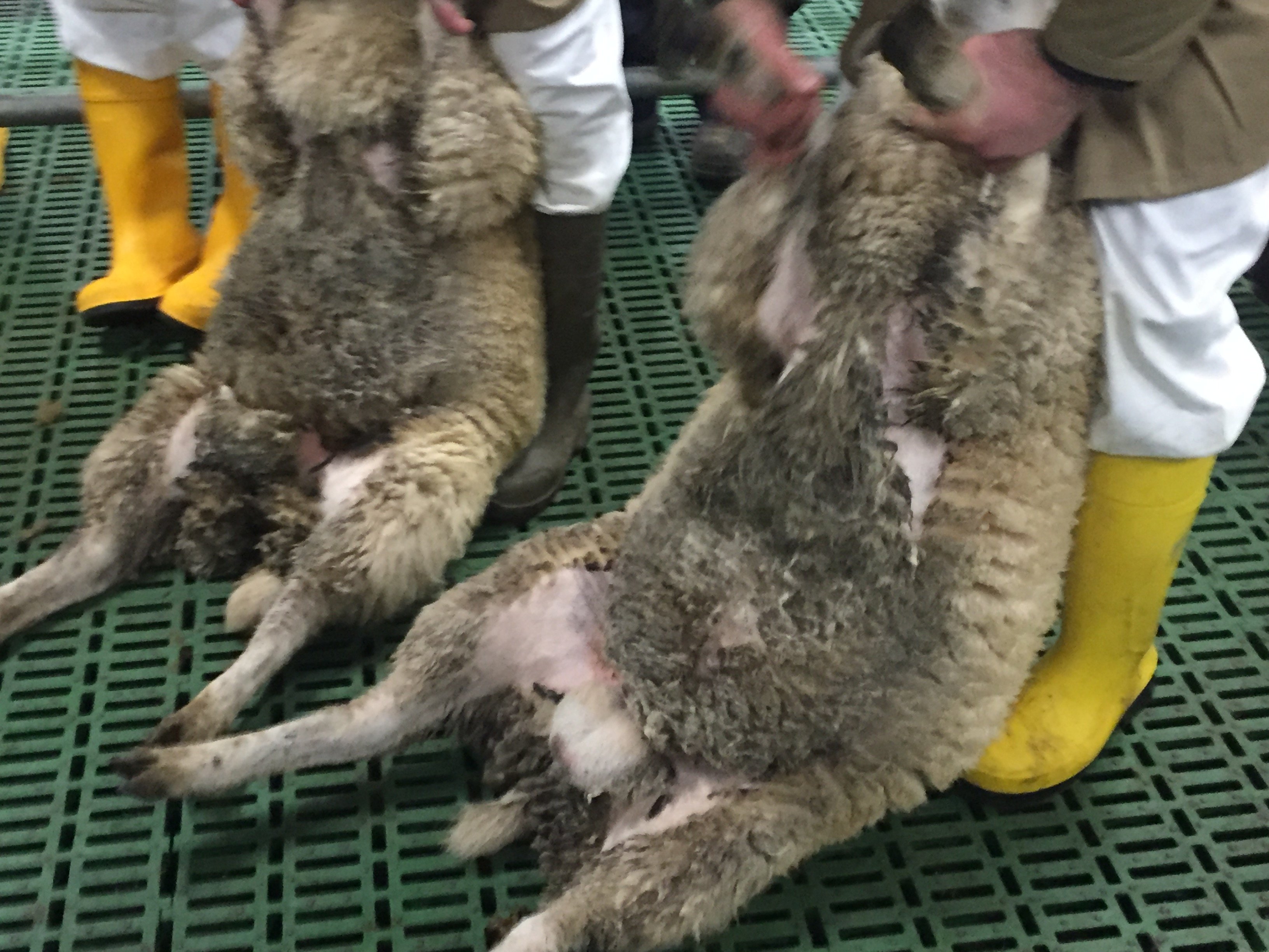 Dags around the tail area are a big issue with Category B sheep