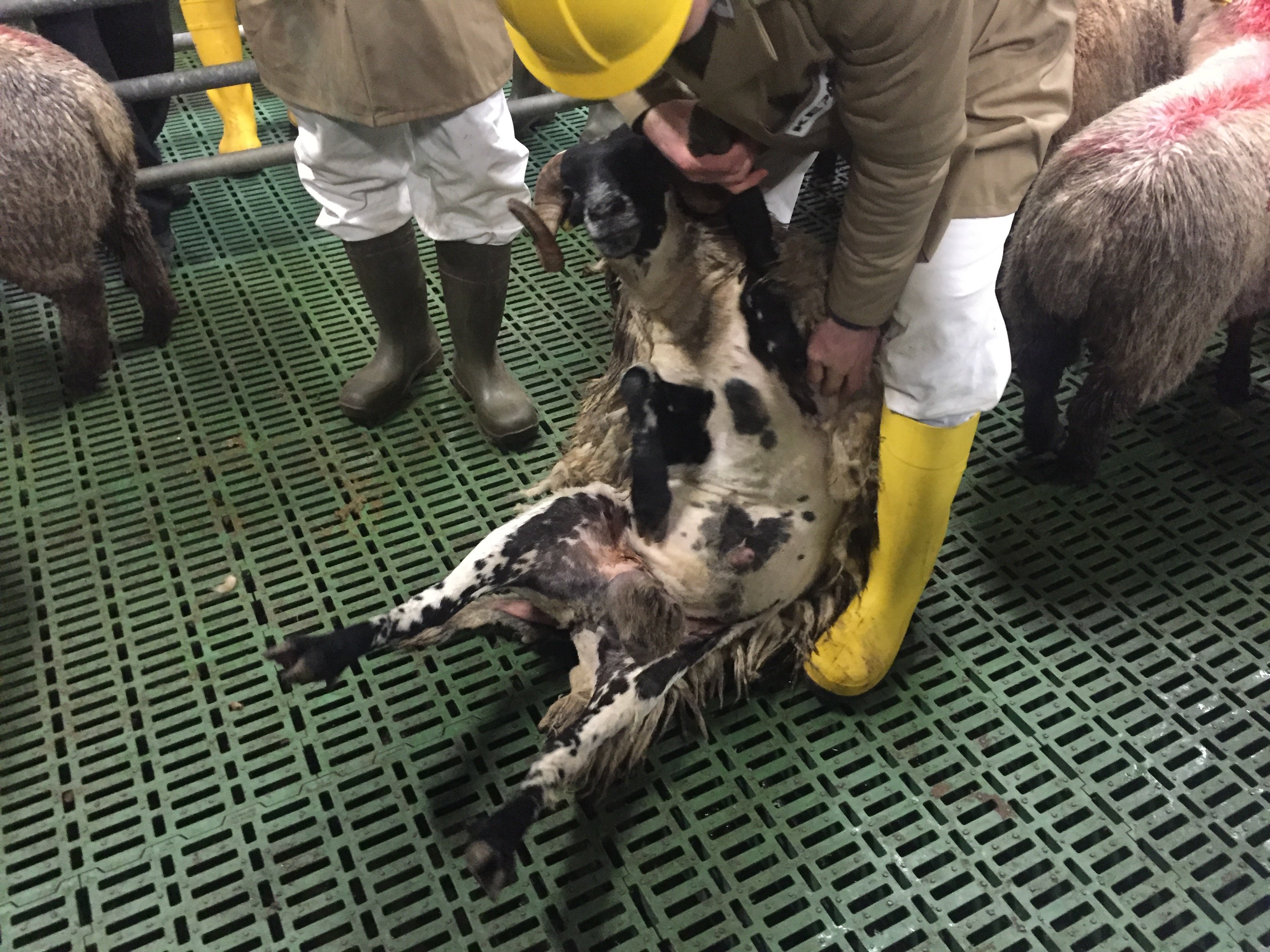 Although the farmer had completed a partial shear of the lamb prior to travelling to the factory, the overhanging, wet wool is a source of contamination