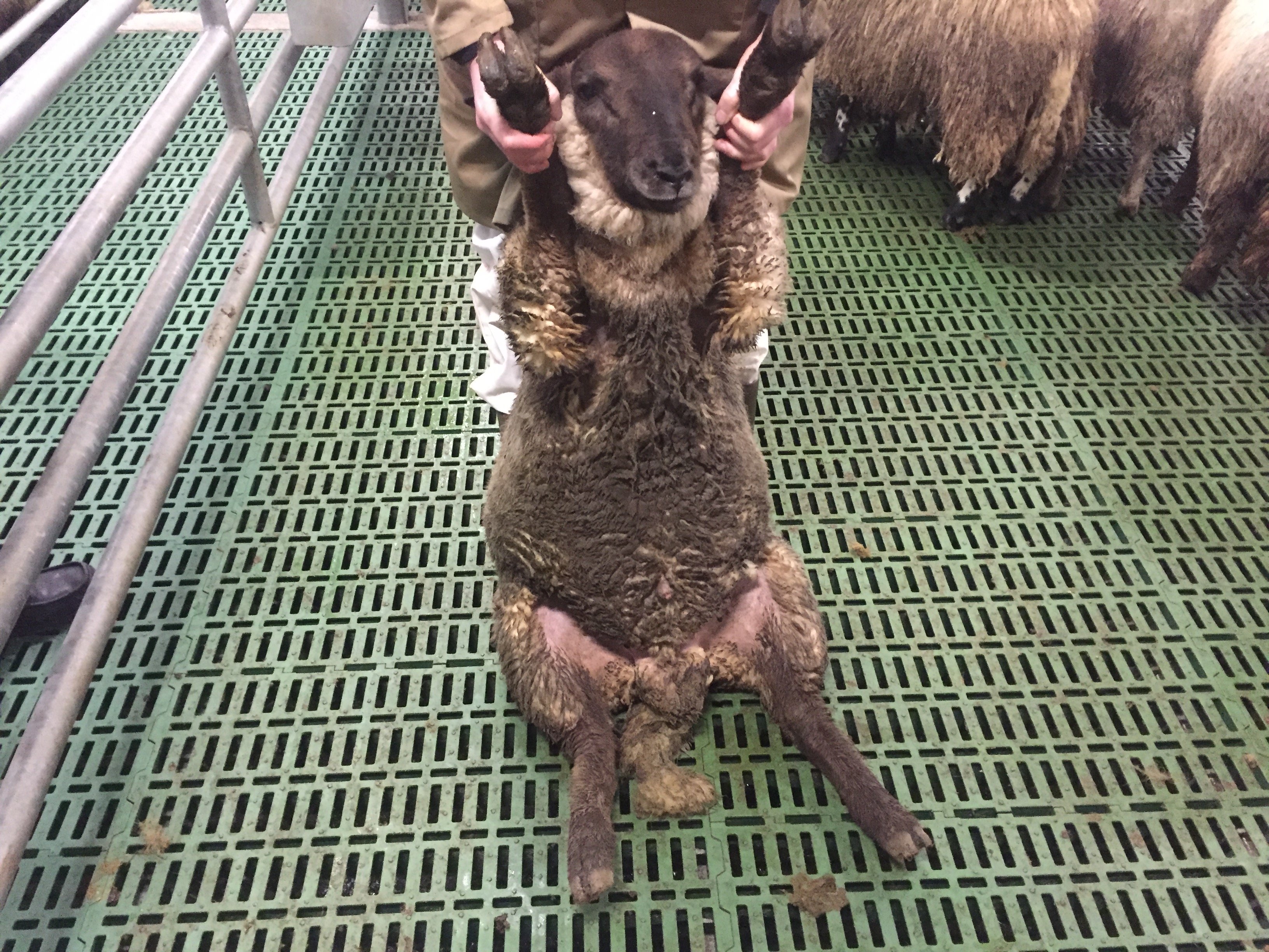 A Category C lamb with dirty wool on its belly