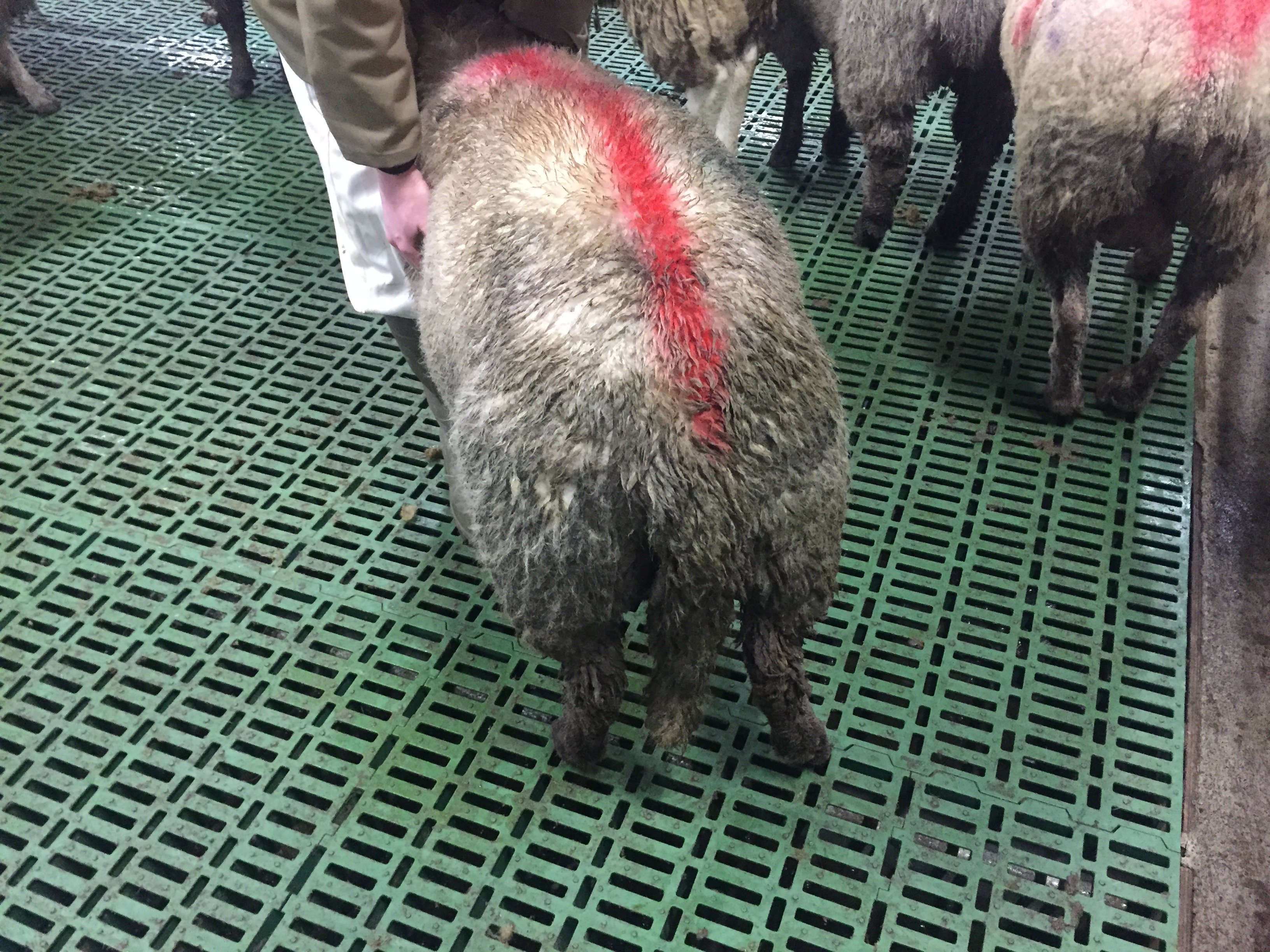 A Category C sheep with wet, dirty wool around the tail area
