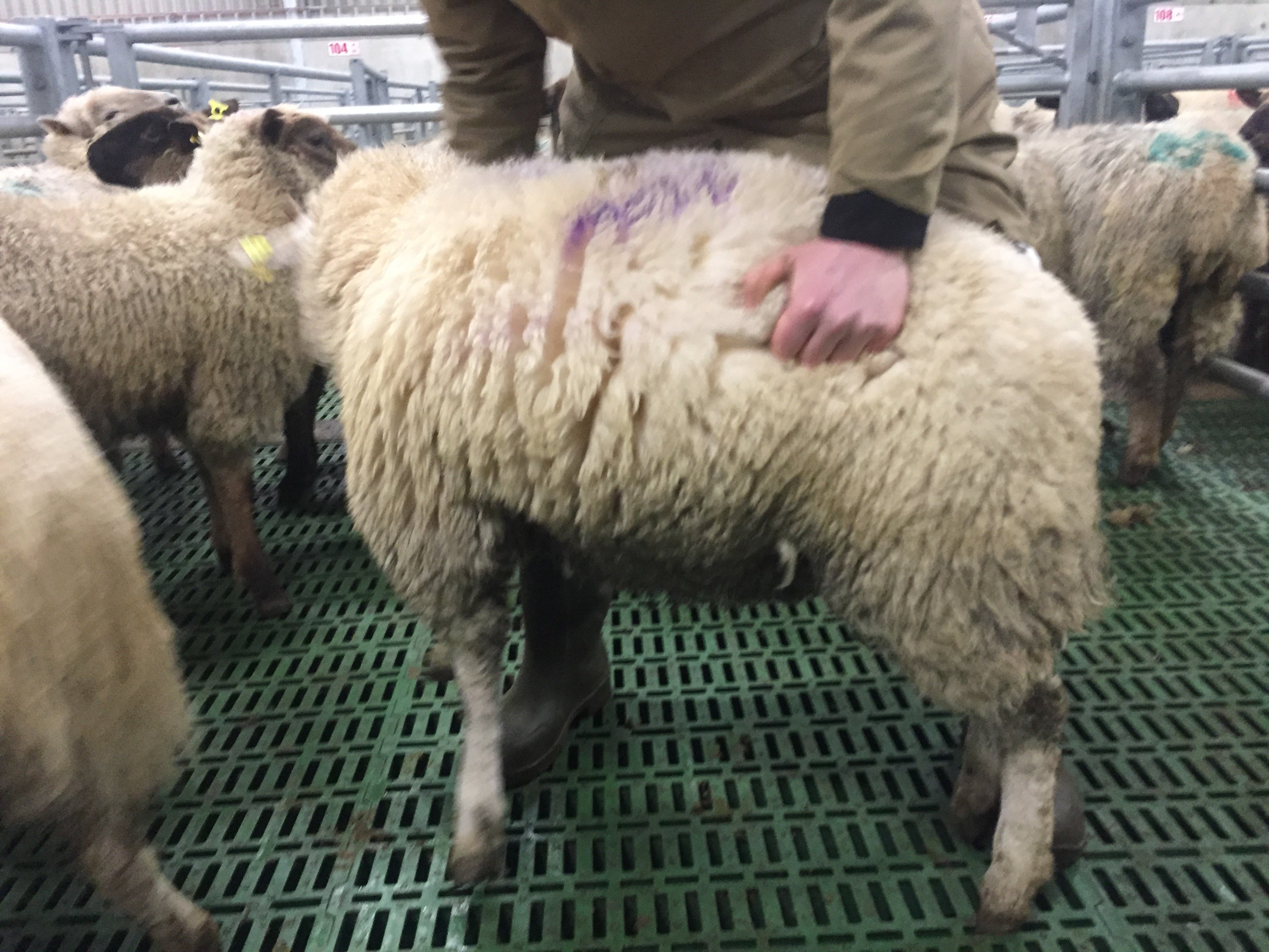Category B sheep often appear to clean when standing upright
