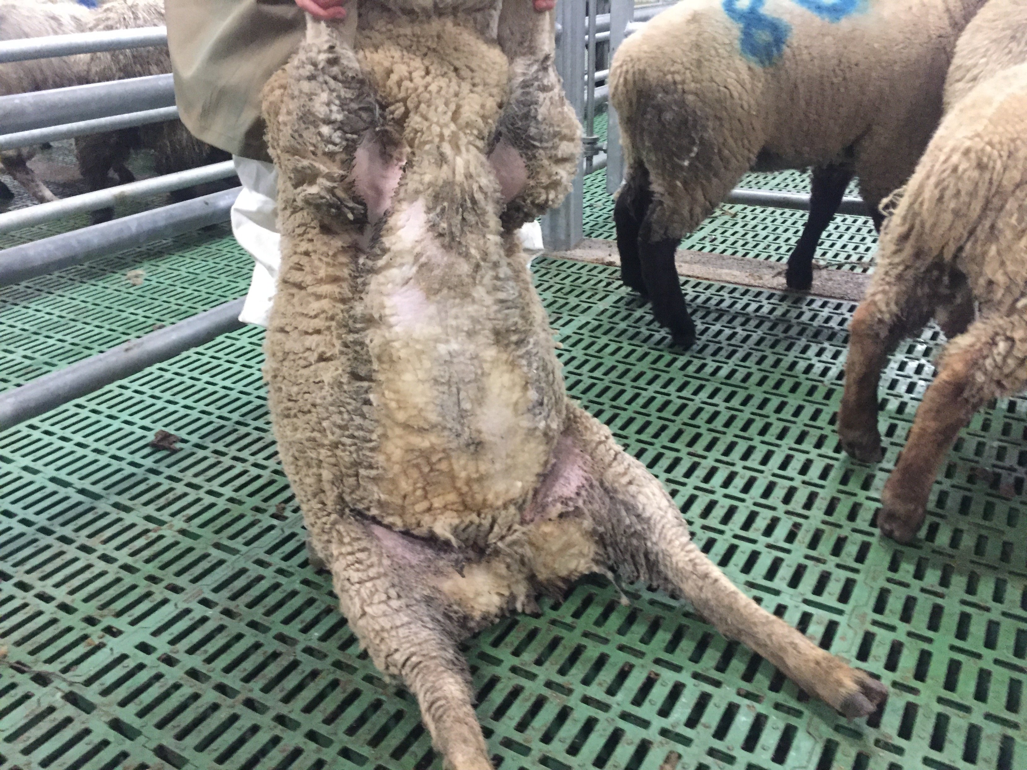 The lamb’s belly is dry, clean and free from contamination