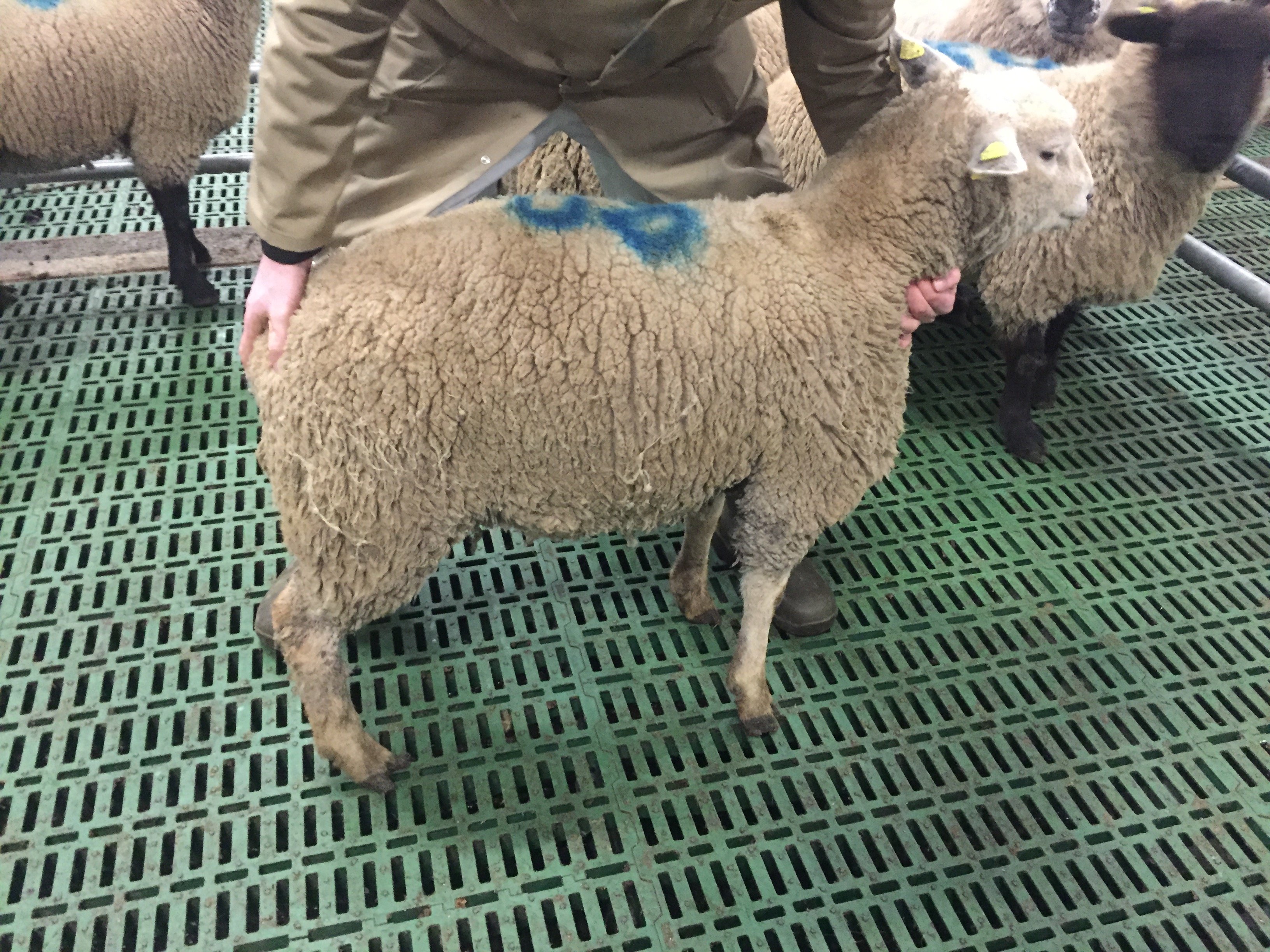 A side view of a Category A lamb