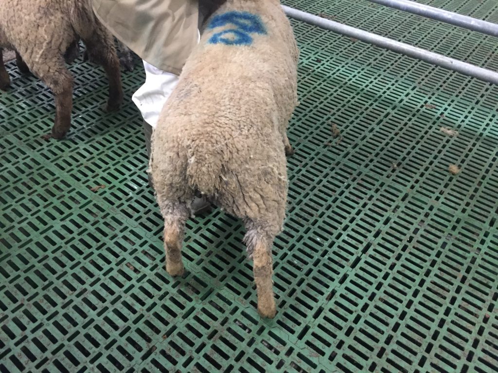 The lamb's tail is clean, dry and free from contamination