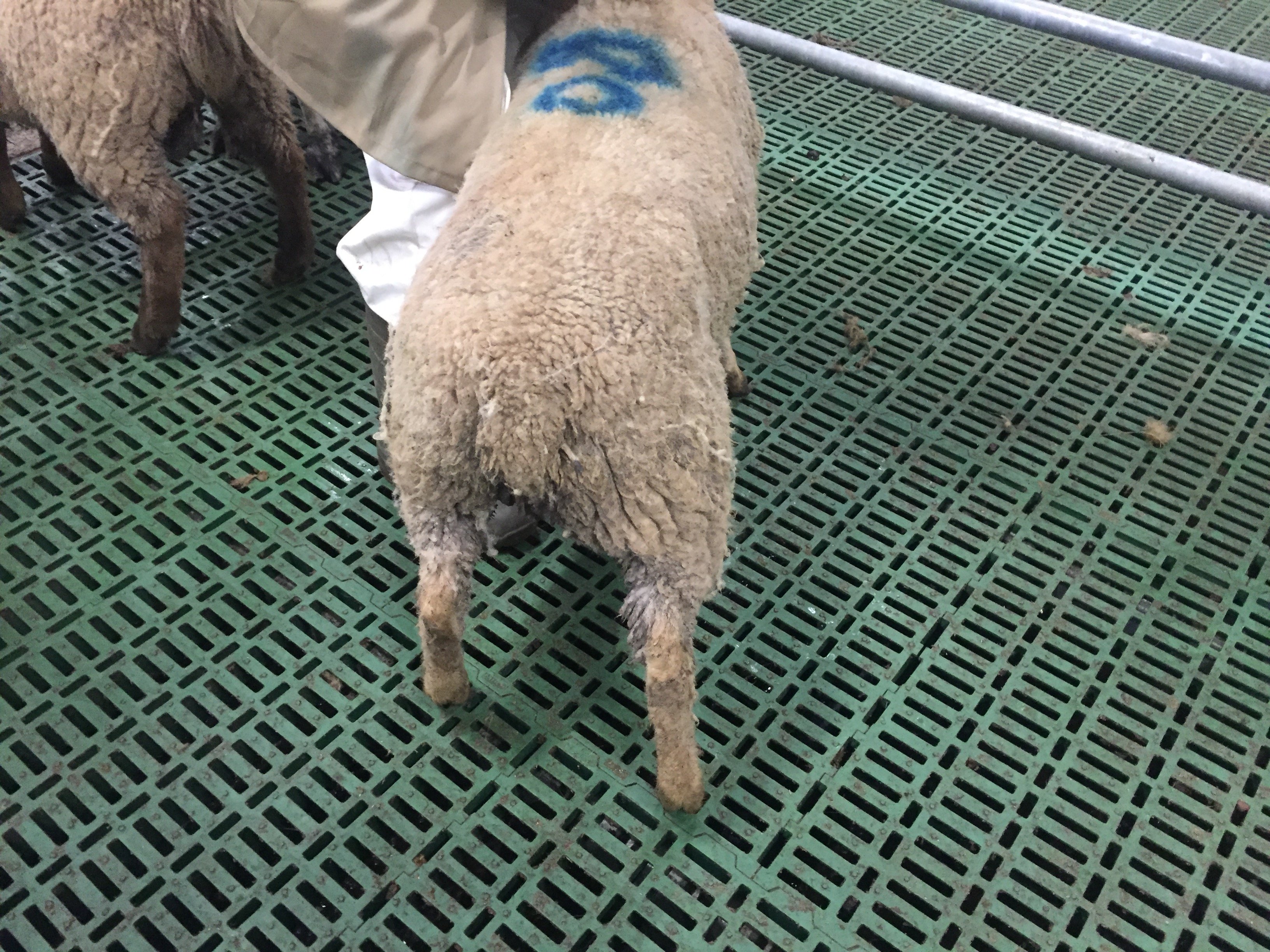 The lamb’s tail is clean, dry and free from contamination