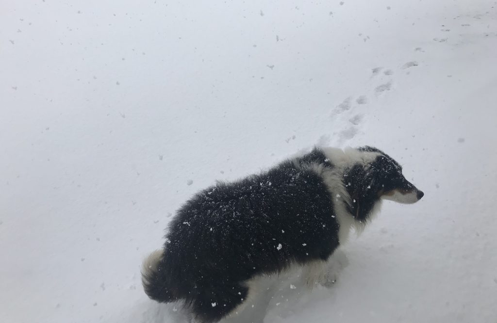 Image source: Joe Phelan