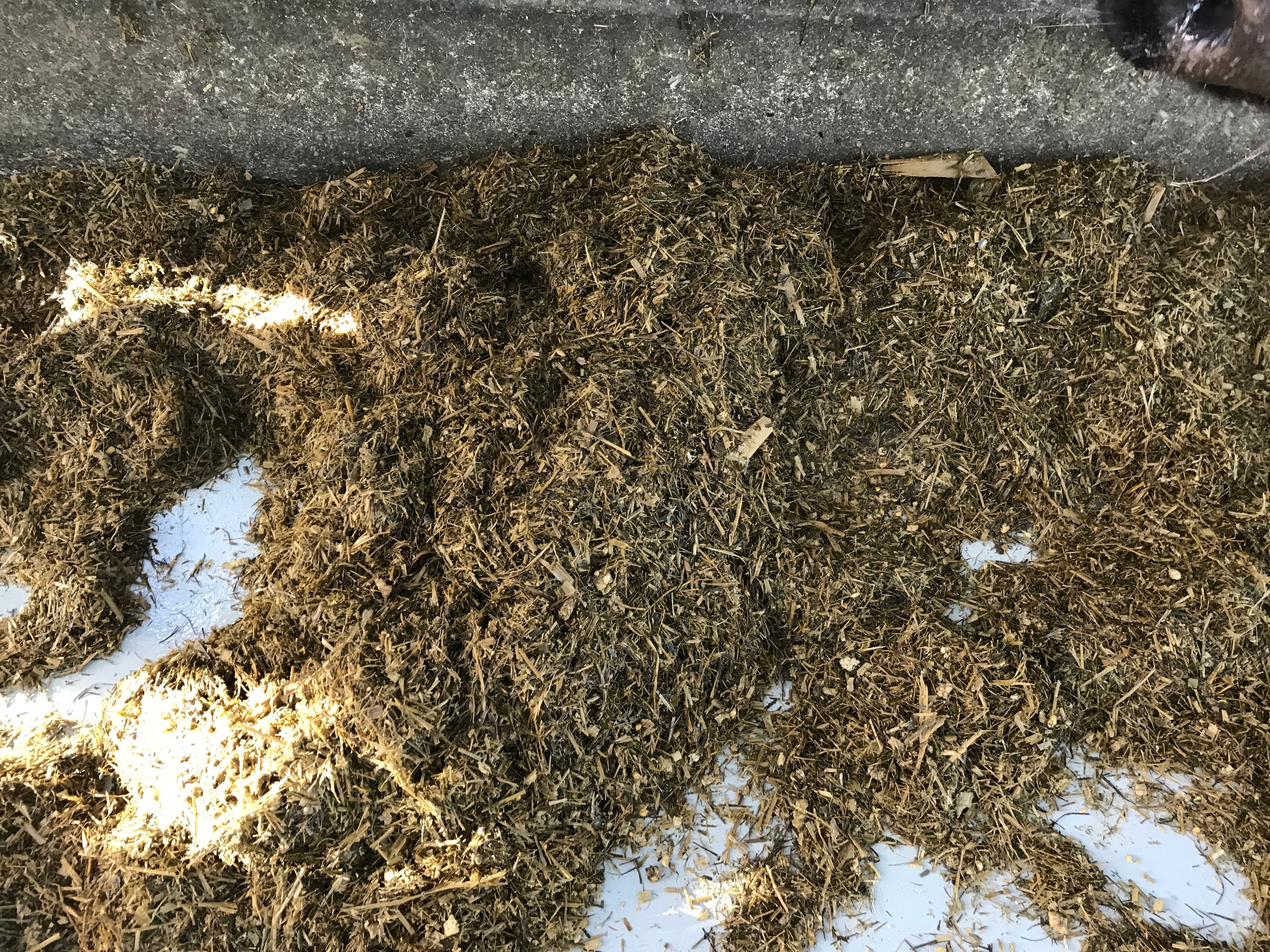 An epoxy (two pack) paint has been applied to the concrete alongside the feeding barrier