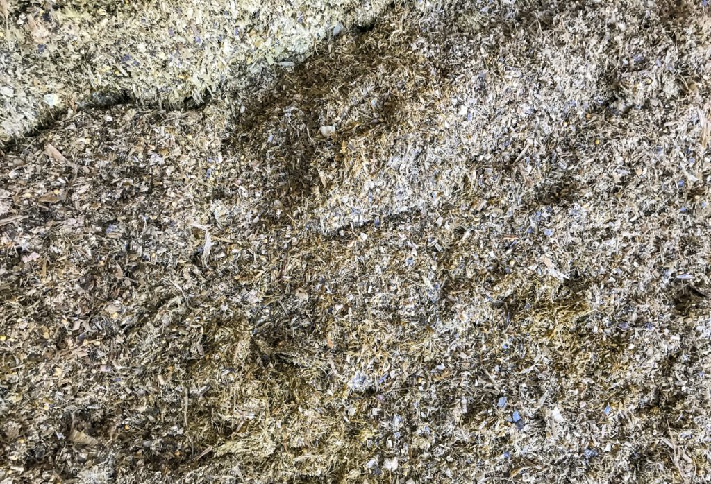 Maize silage on Lyons Research Farm