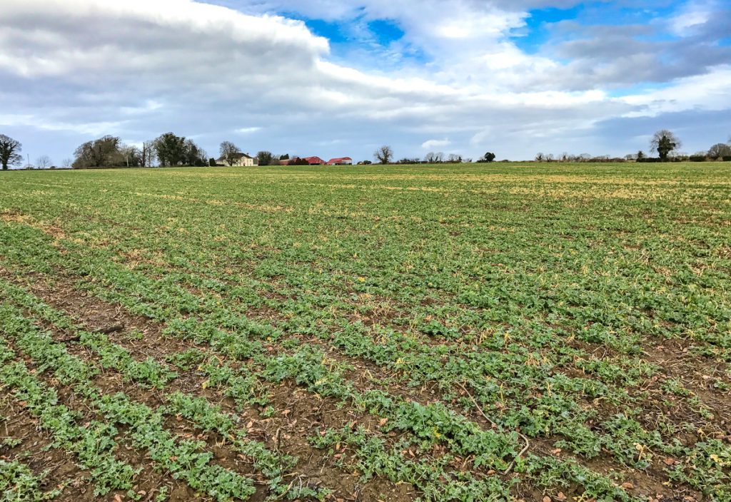 A crop of winter oilseed rape on the farm