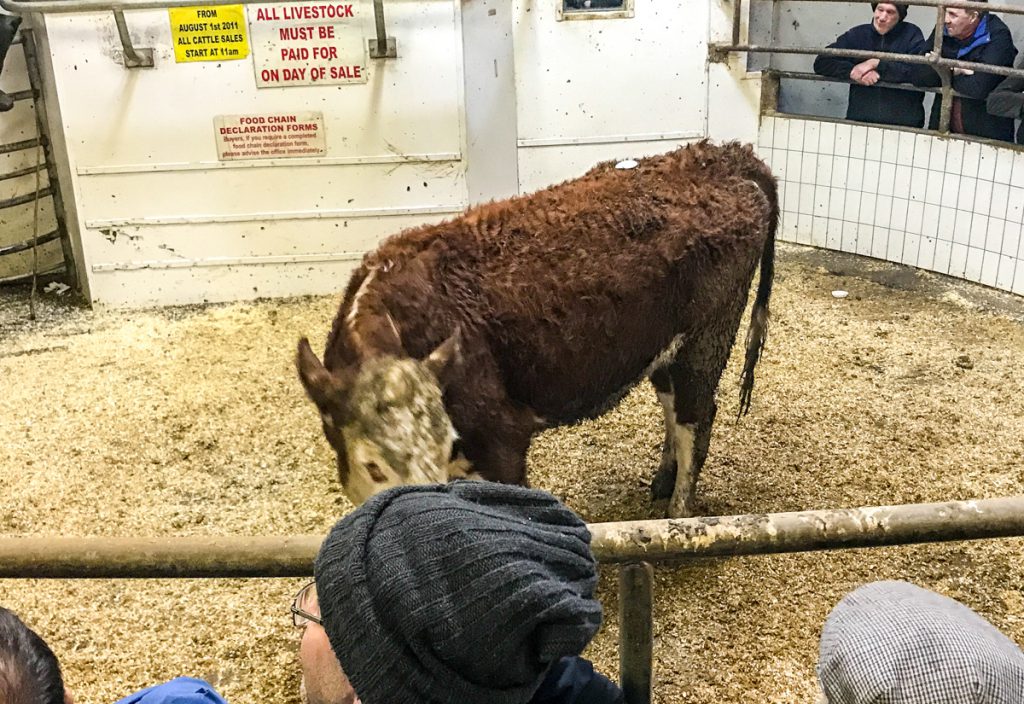 This 515kg, March-2016 born, Hereford heifer made €945 or €1.83/kg