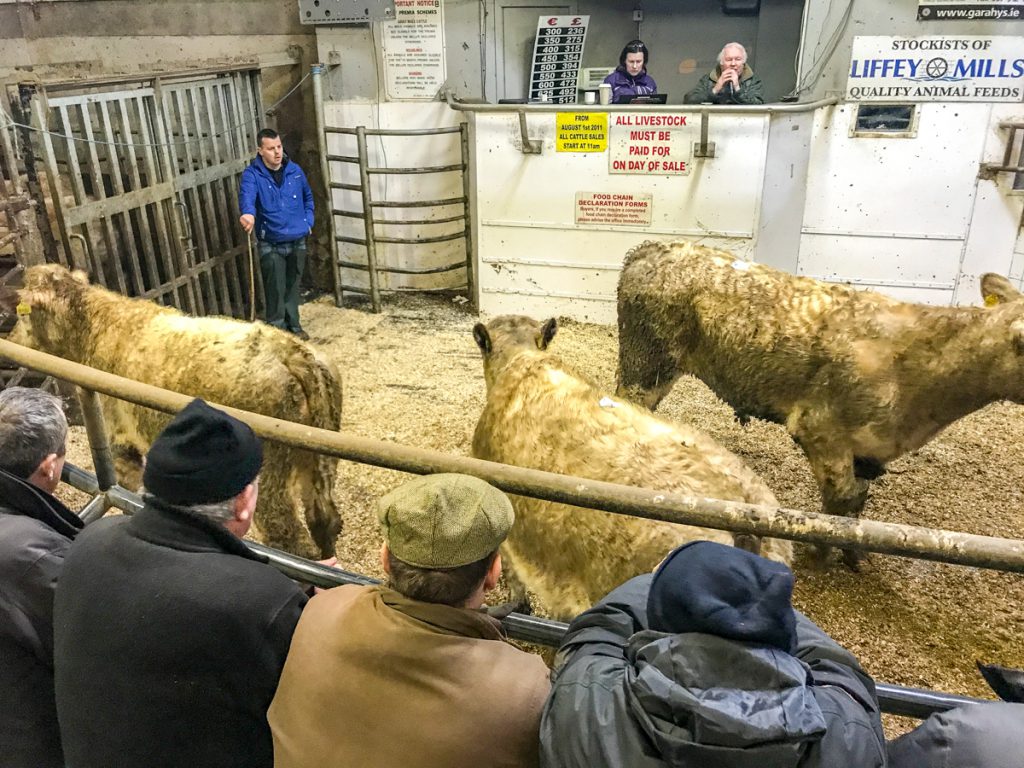 These 401kg, March-2016 born, Charolais and Simmental bullocks sold for €1,050 or €2.49/kg