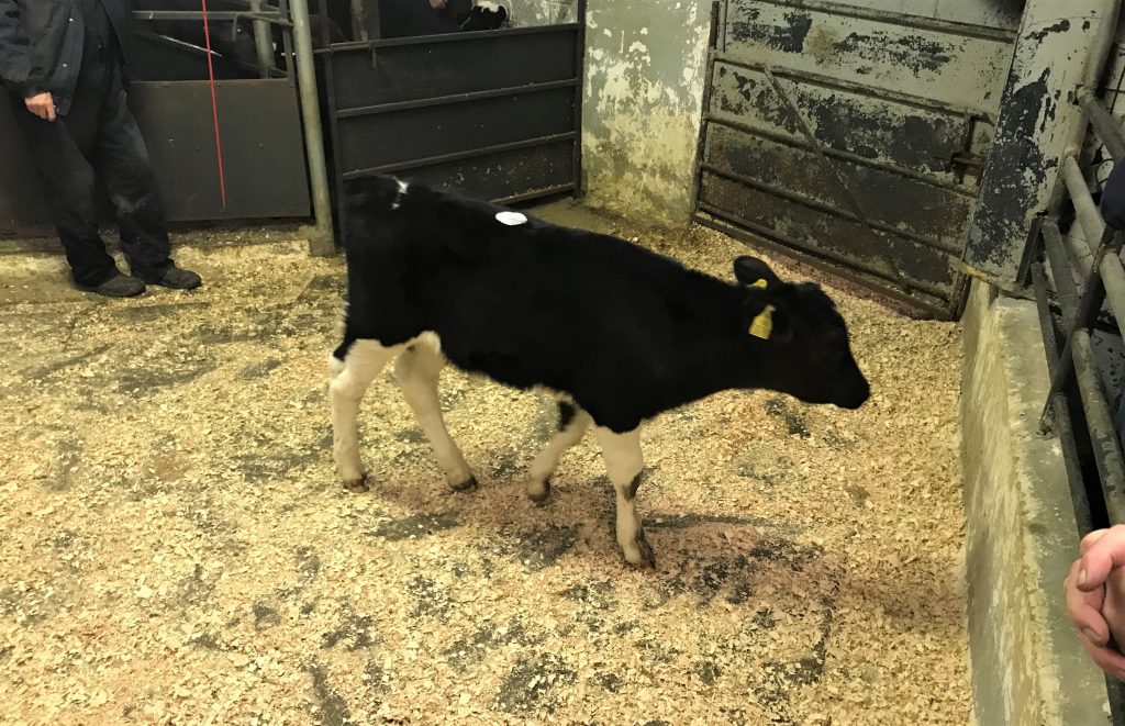 This Friesian bull calf sold for €160