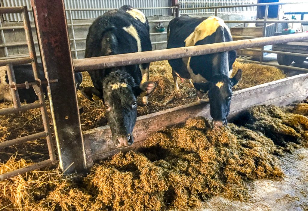 Freshly-calved cows on Joe’s farm