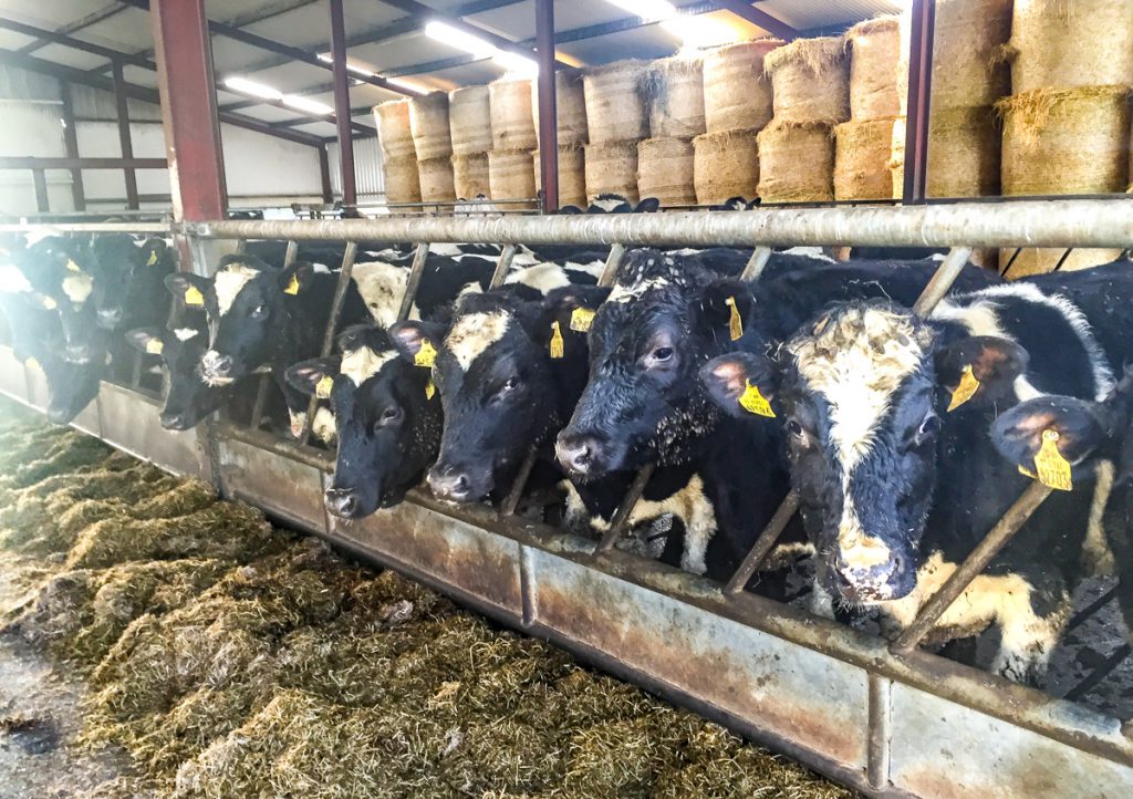 Replacement heifers on Joe O’Rourke’s farm