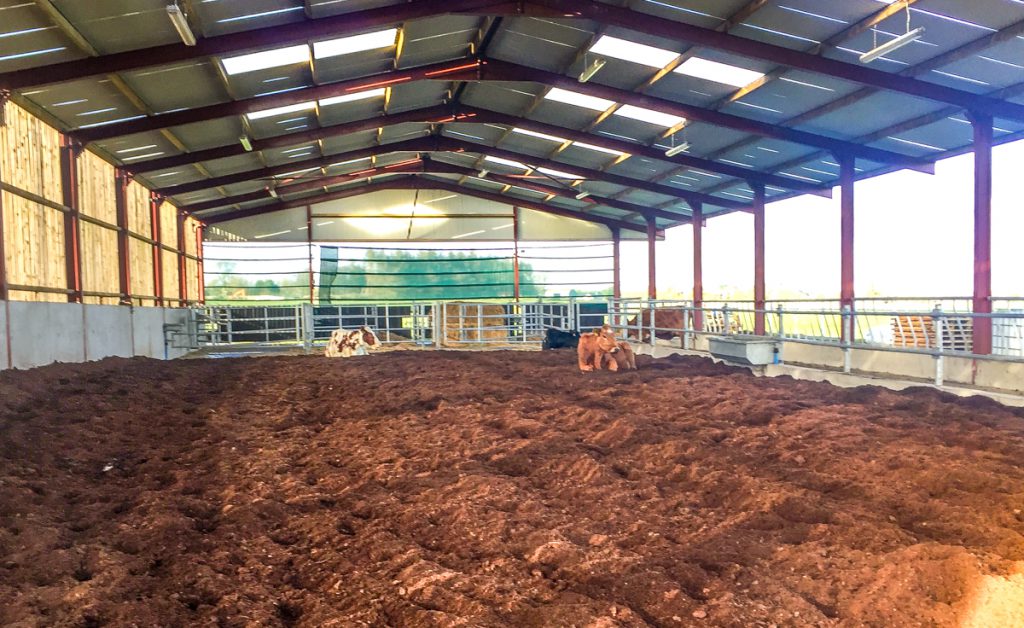 Freshly-calved cows in the calving shed