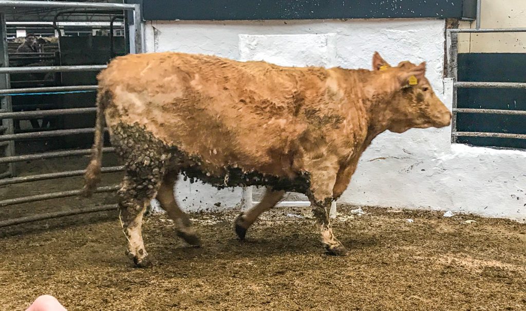 This 865kg, February-2015 born, Charolais heifer made €1,750 or €2.02/kg