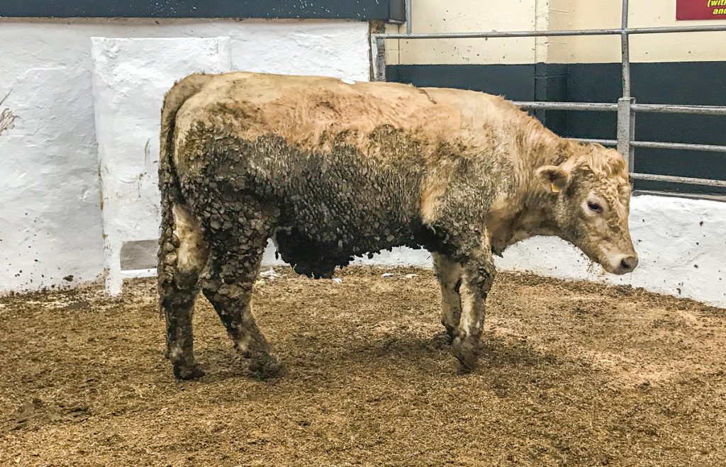 This 630kg, January-2016 born, Charolais bullock made €1,290 or €2.04/kg