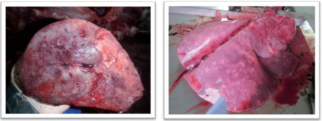 Sheep lungs with large OPA tumours. Image source: Teagasc National Sheep Conference proceedings