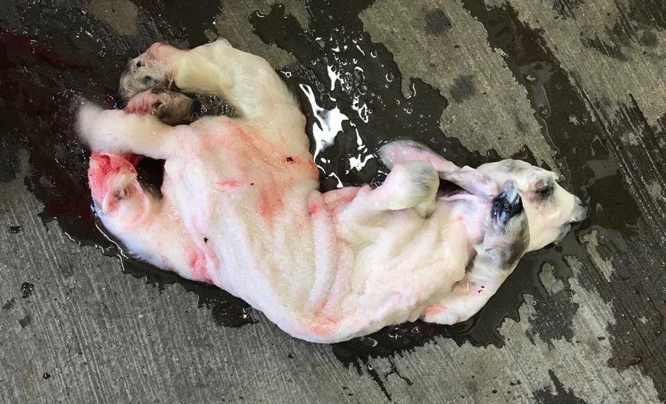 Image source: Grove Veterinary Clinic