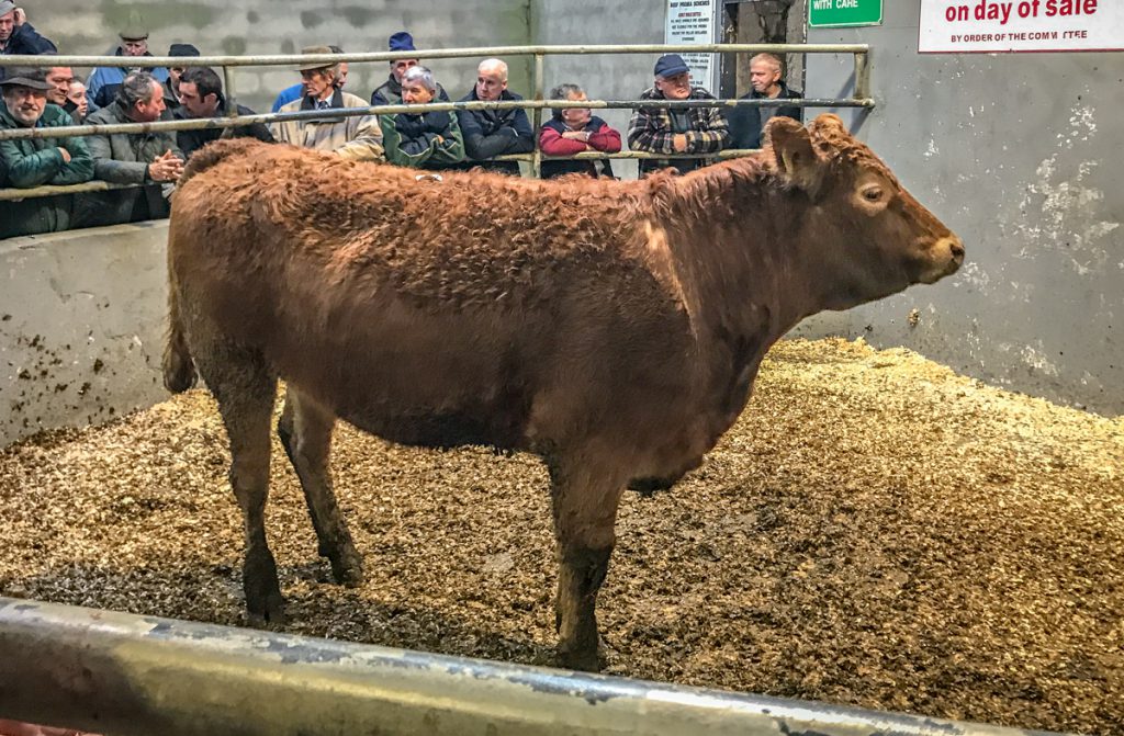 This 566kg, March-2016 born, 5-star Limousin heifer sold for €1,500