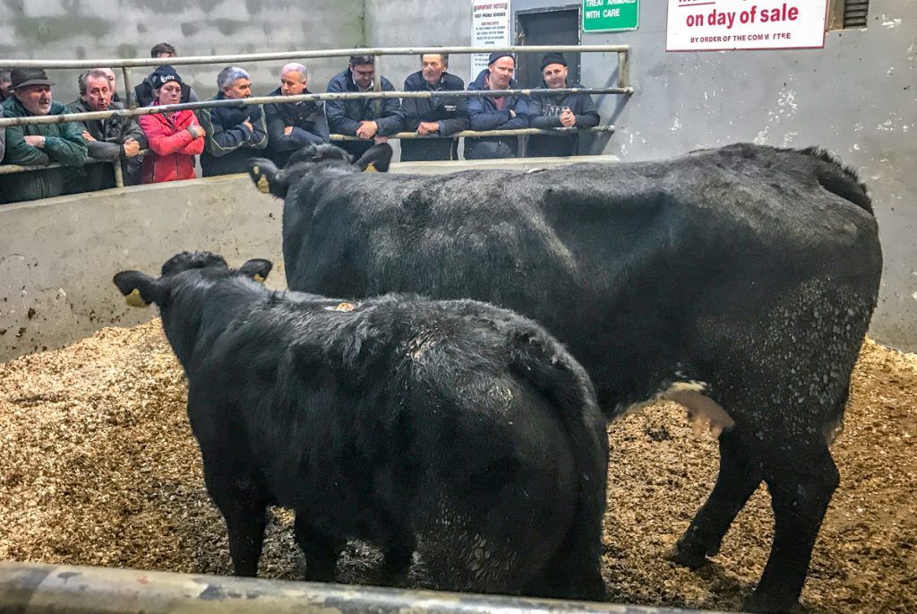 This 5-star, August-2011 born, Belgian Blue cow, and her September-2017 born Limousin heifer calf, made €2,520