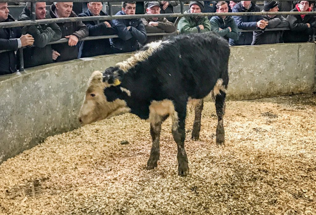 This 240kg, April-2017 born, Hereford bull made €550 or €2.29/kg