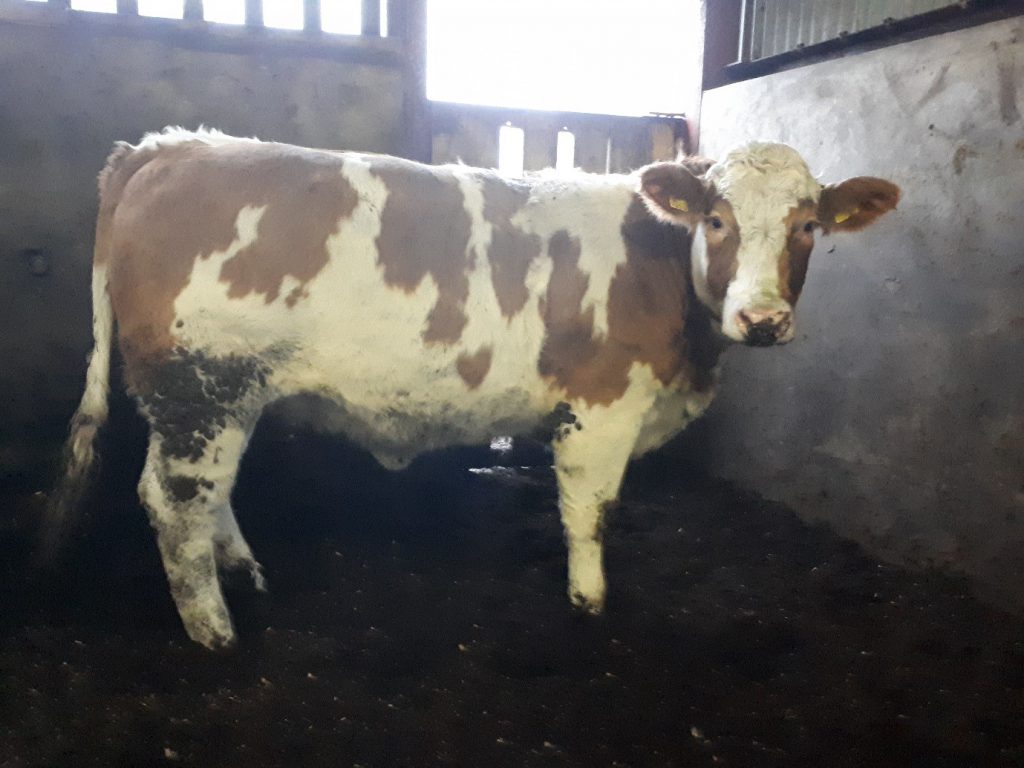 A Charolais heifer sired by CH2159