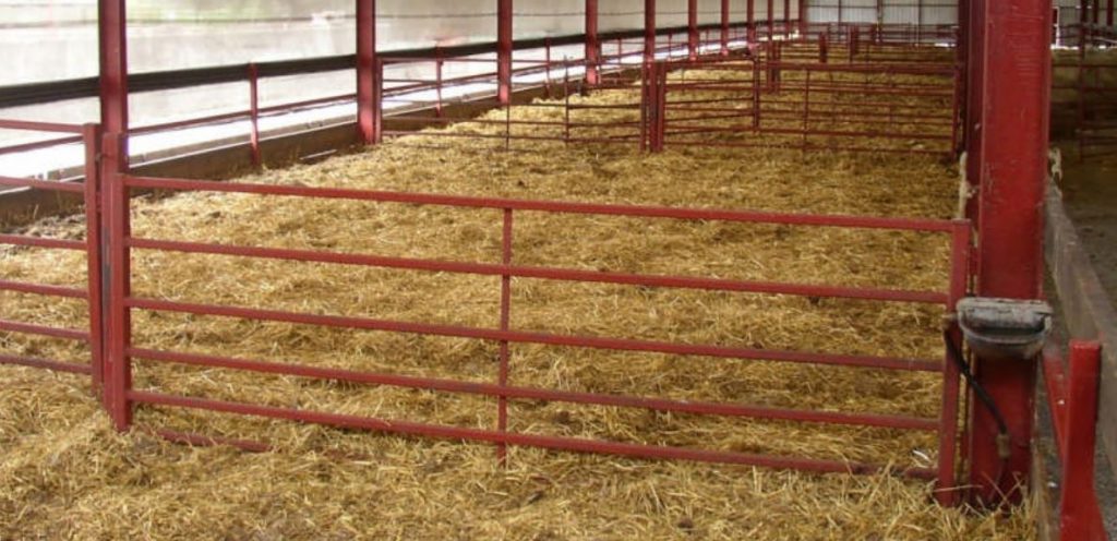 Water troughs on the inside of the stanchion safely out of the way at UCD’s Lyons farm sheep shed