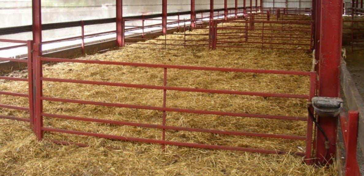 Water troughs on the inside of the stanchion safely out of the way at UCD’s Lyons farm sheep shed
