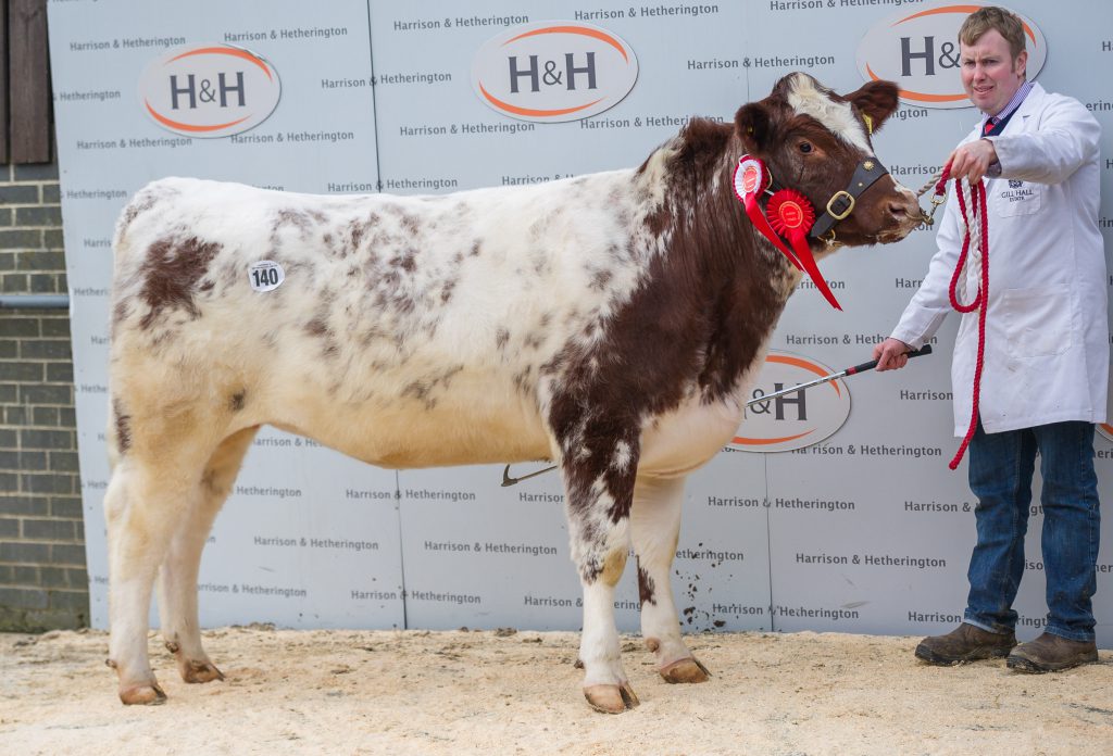 Beef Shorthorn (lot 140) Reserve Champion Uppermill Lillian Jill sold for 4500gns