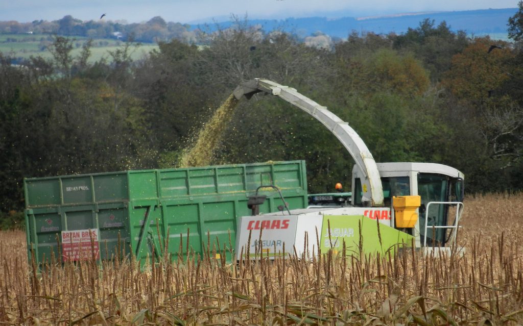 Image source: Shane Casey