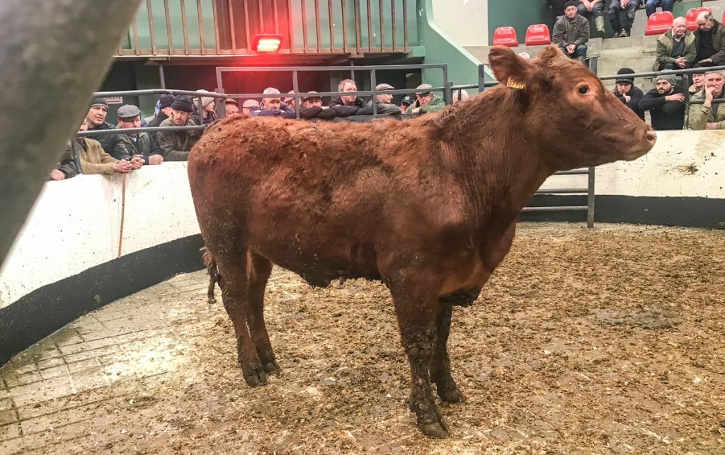 This 460kg, May-2016 born, Limousin bullock made €1,035 or €2.25/kg