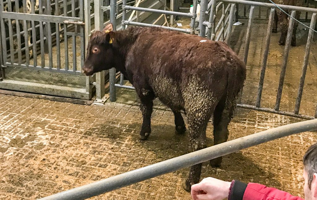This 535kg, June-2016 born, Shorthorn bullock made €1,030 or €1.92/kg