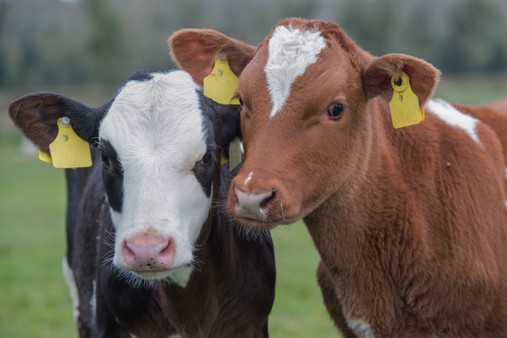 Image source: Cargill