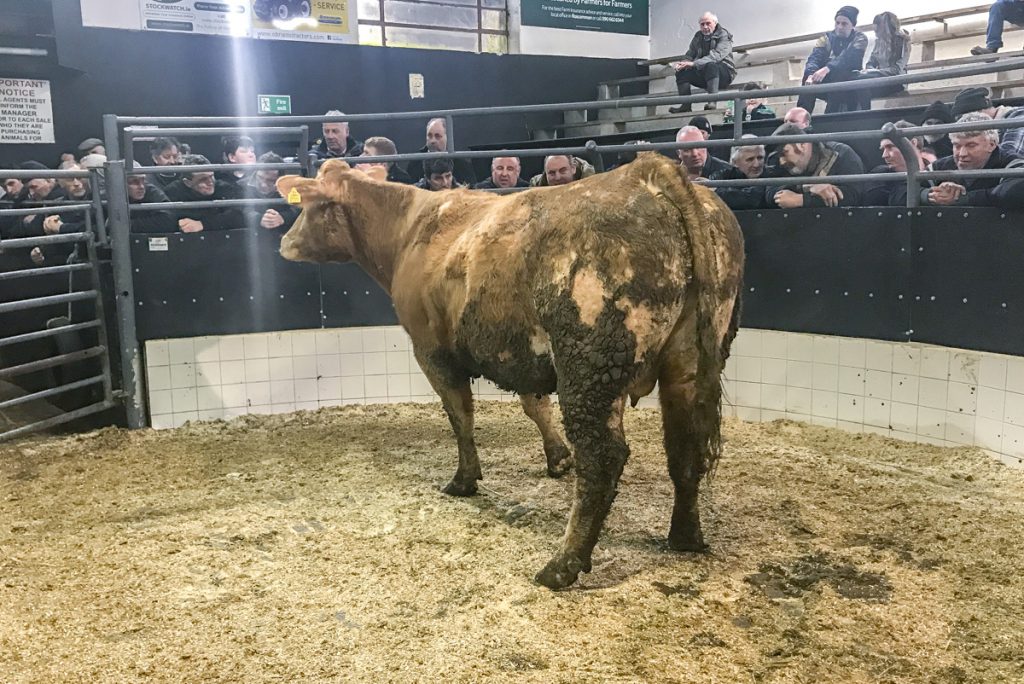 This 785kg, March-2013 born, Charolais cow sold for €1,640