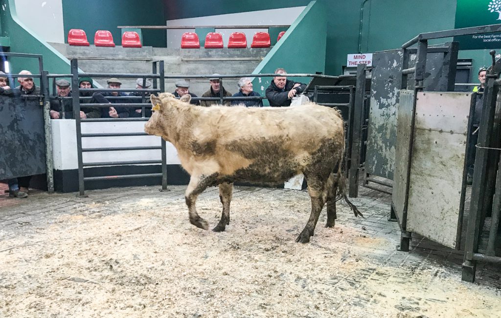 This 460kg, June-2016 born, Charolais heifer sold for €1,110 or €2.41/kg