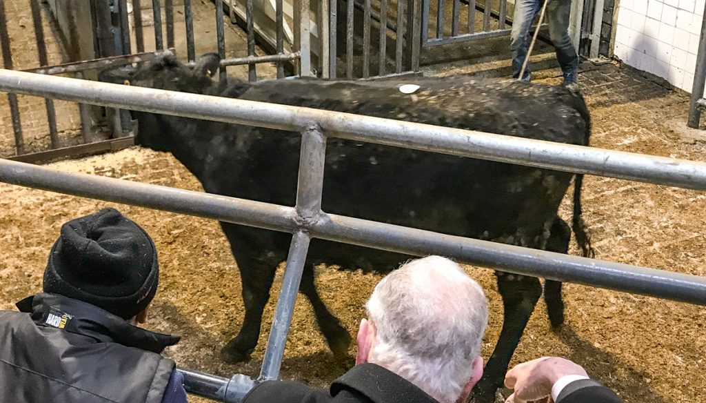 This 440kg, April-2016 born, Aberdeen Angus heifer sold for €880 or €2.00/kg