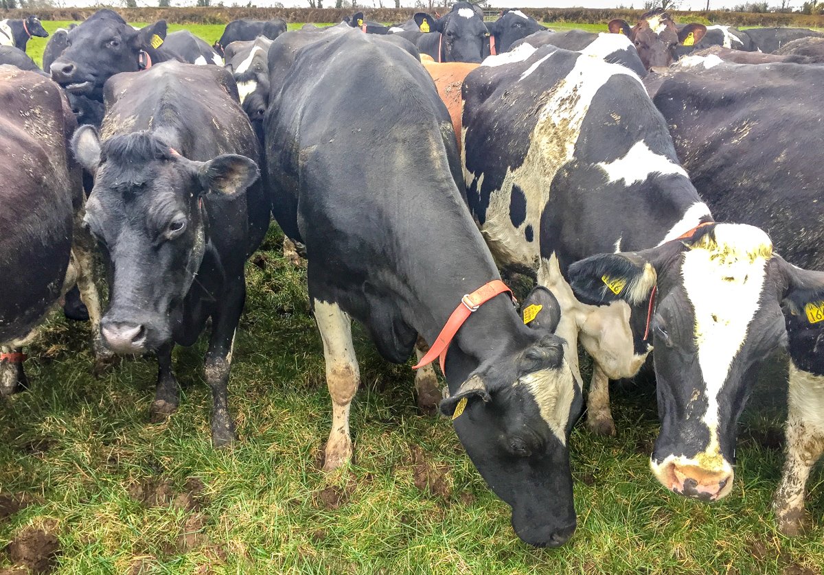 Crossbred and Holstein Friesian cows stand side-by-side on Simon’s farm