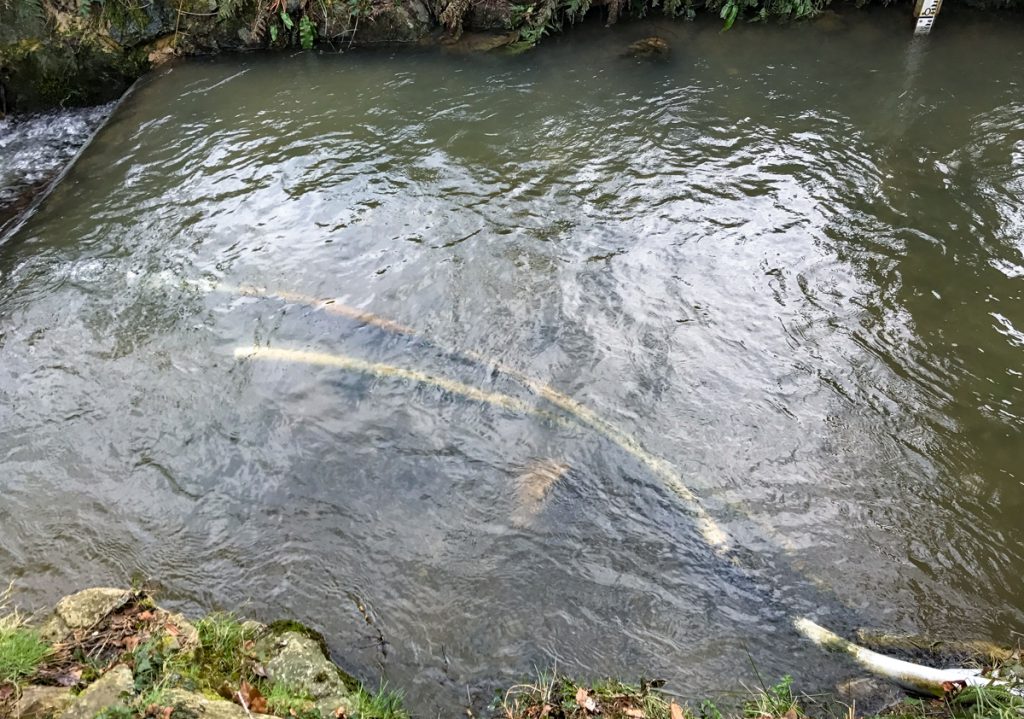 Sampling water at the weir in the Castledockerell catchment