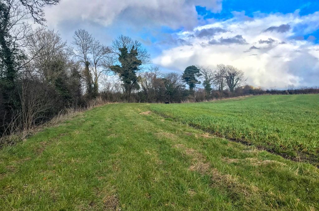 A 6m grass margin on the farm