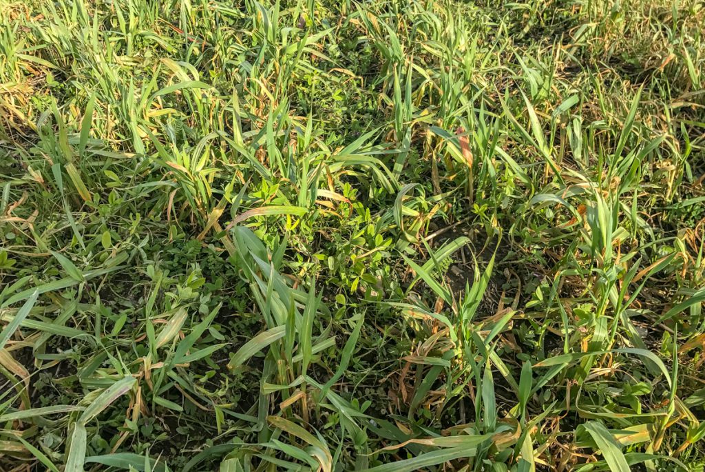 This catch crop was sown at the end of August