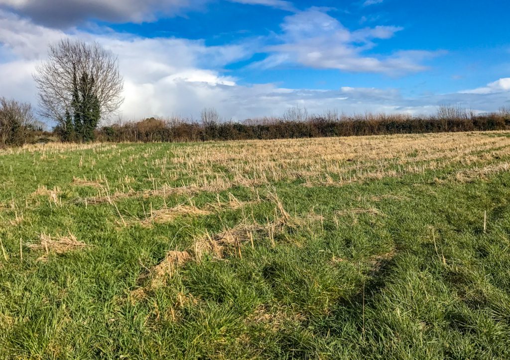 A farmland habitat on Miller’s farm