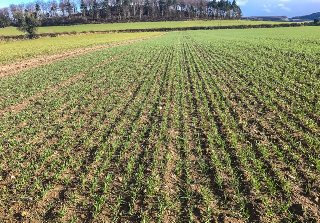 Gluten-free oats on Miller’s farm