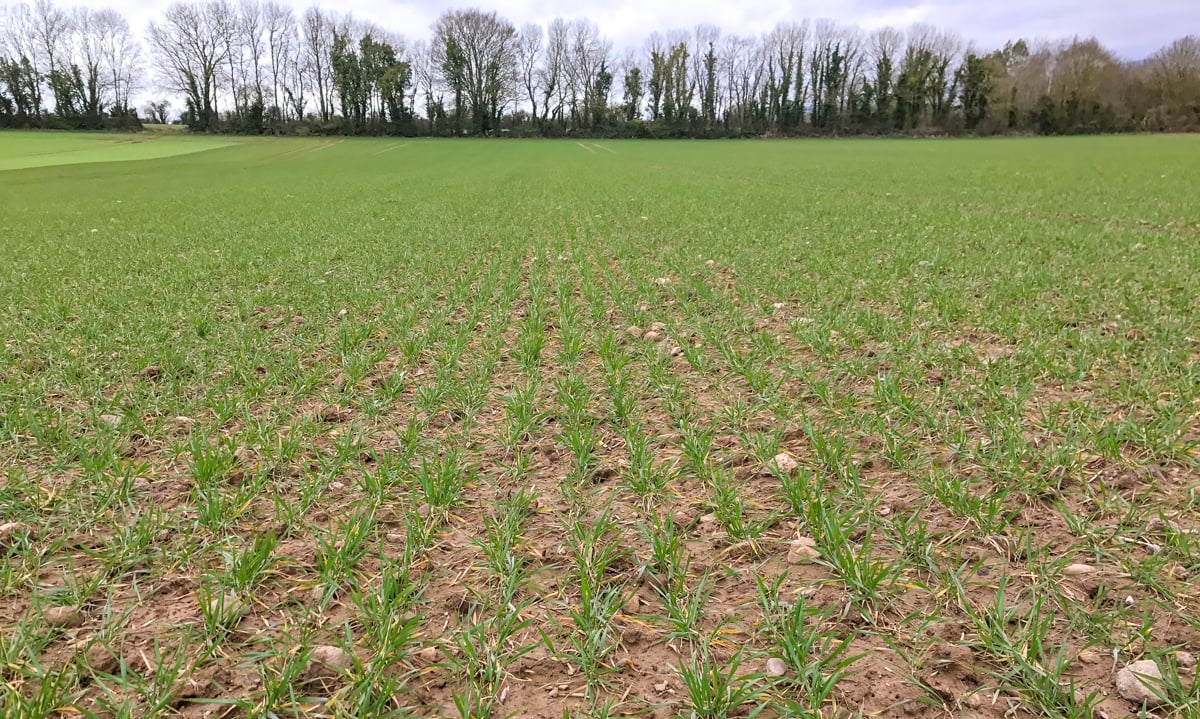 The JB Diego winter wheat is looking well after a tough winter