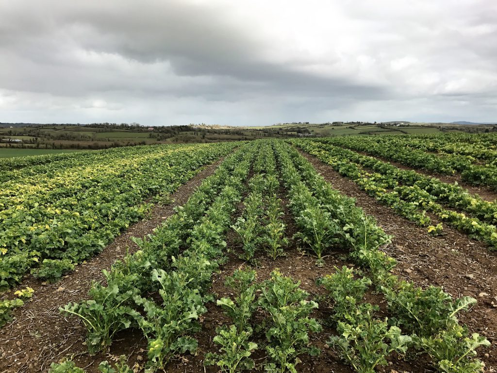 Seed oilseed rape. The six-row strips are the male plants